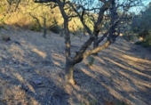 Terreno no urbanizable en venta en la España, Maspujols, ref: TR126679 foto
