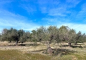 Terreny no urbanitzable en venda a la España, el Perelló, ref.: TR131777 foto