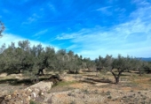 Terreny no urbanitzable en venda a la España, el Perelló, ref.: TR131777 foto