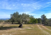 Terreny no urbanitzable en venda a la España, el Perelló, ref.: TR131777 foto