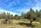 Terreny no urbanitzable en venda a la España, el Perelló, ref.: TR131777 foto