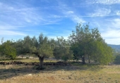 Terreny no urbanitzable en venda a la España, el Perelló, ref.: TR131777 foto