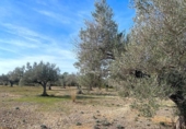 Terreny no urbanitzable en venda a la España, el Perelló, ref.: TR131777 foto