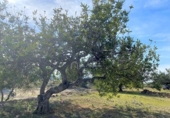 Terreny no urbanitzable en venda a la España, el Perelló, ref.: TR131777 foto