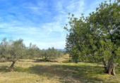 Terreny no urbanitzable en venda a la España, el Perelló, ref.: TR131777 foto