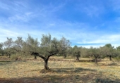 Terreny no urbanitzable en venda a la España, el Perelló, ref.: TR131777 foto