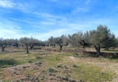 Terreny no urbanitzable en venda a la España, el Perelló, ref.: TR131777 foto