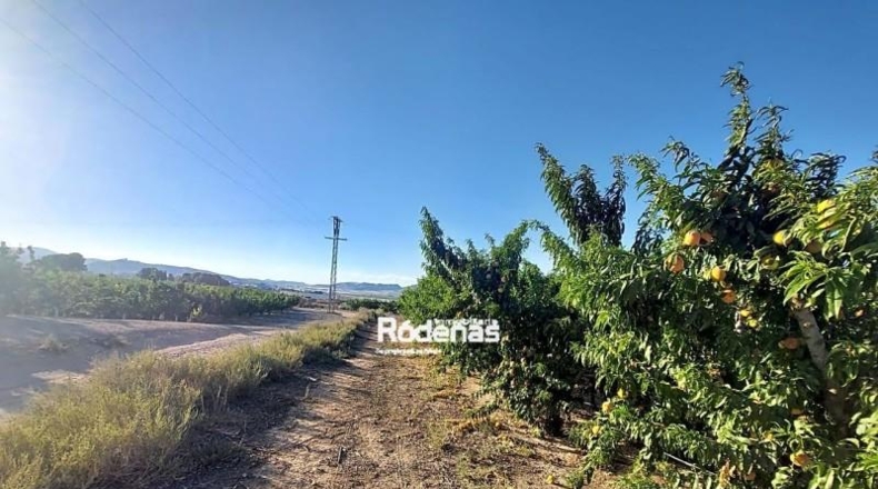 Murcia - Jumilla - 7299m2
