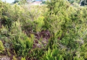 Non-developable land for sale on España, La Orotava, ref: TR170533 photo