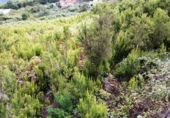 Non-developable land for sale on España, La Orotava, ref: TR170533 photo