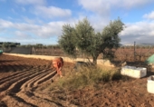 Terreny no urbanitzable en venda a la España, el Vendrell, ref.: TR128012 foto