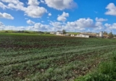 Terreny no urbanitzable en venda a la España, Arcos de la Frontera, ref.: TR288945 foto