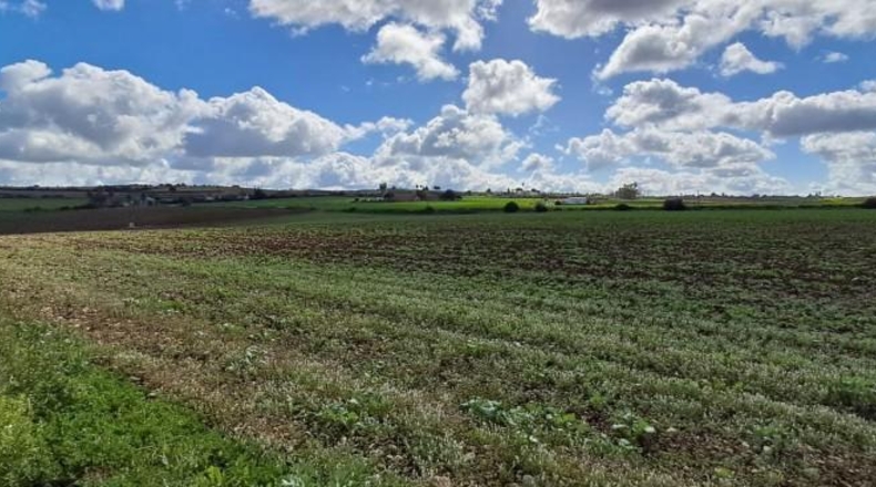 Cadiz - Arcos de la Frontera - 9919m2