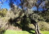 Urban land for sale on España, Galaroza, ref: TR198755 photo