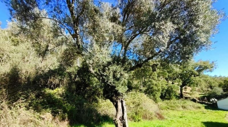 Huelva - Galaroza - 101m2