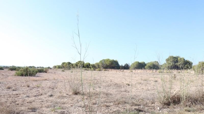 Alicante - Elx - 10m2