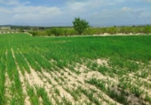 Land suitable for development for sale on España, Almansa, ref: TR311382 photo
