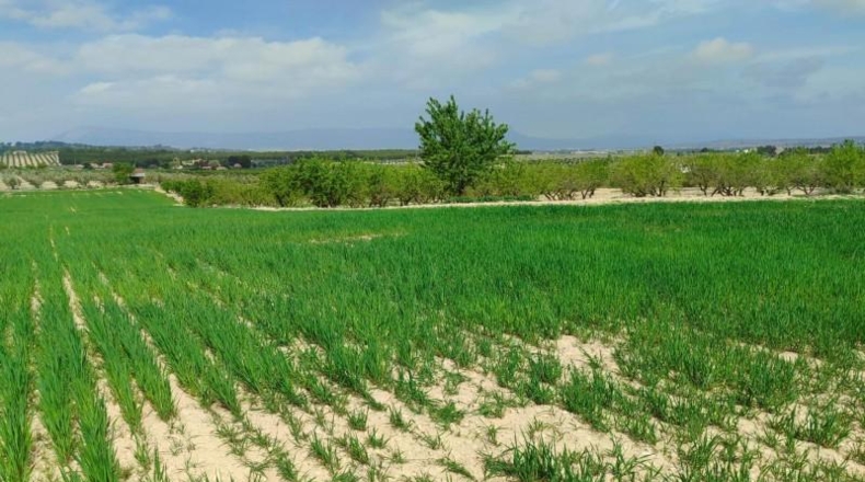 Albacete - Almansa - 33000m2