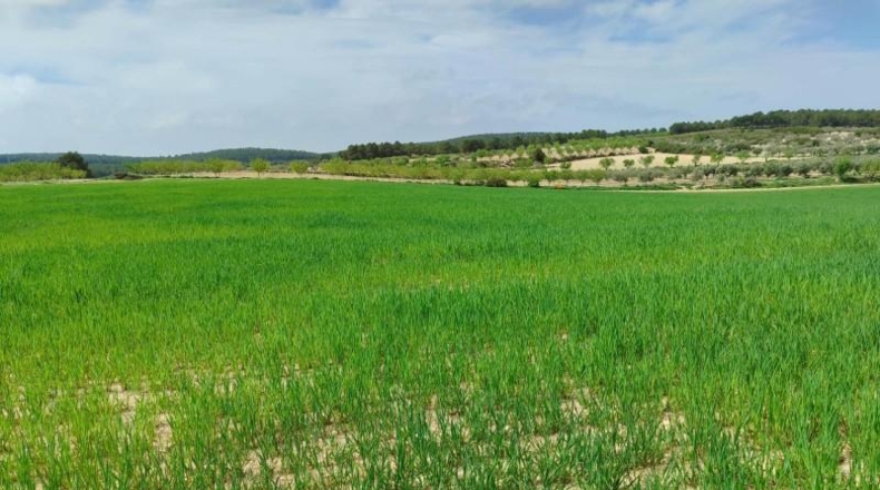 Albacete - Almansa - 33000m2