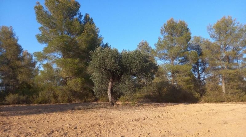 Tarragona - Flix - 14790m2