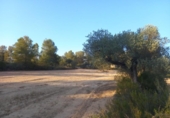 Non-developable land for sale on España, Flix, ref: TR123263 photo