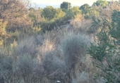 Non-developable land for sale on España, Venta del Moro, ref: TR348275 photo
