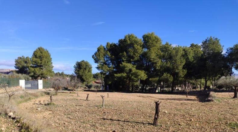 Albacete - Альманса - 4500m2