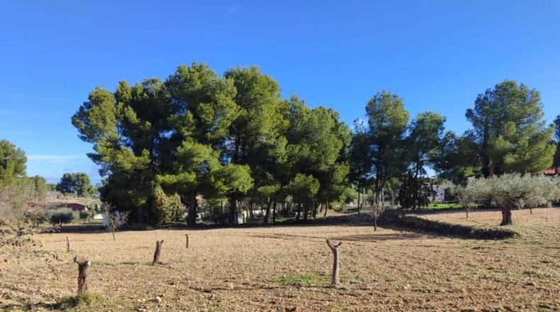 Albacete - Альманса - 4500m2