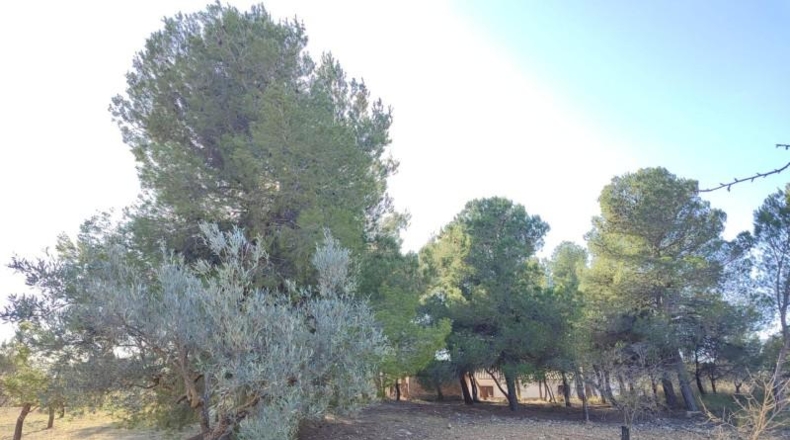 Albacete - Альманса - 4500m2