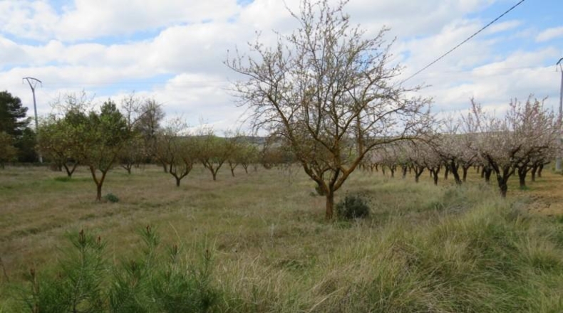 València - Bocairente - 10800m2