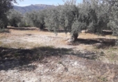 Non-developable land for sale on España, Moratalla, ref: TR143961 photo