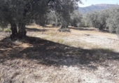 Non-developable land for sale on España, Moratalla, ref: TR143961 photo