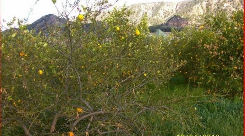 Múrcia - Murcia - 1258m2