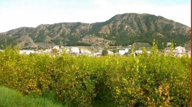 Múrcia - Murcia - 1258m2