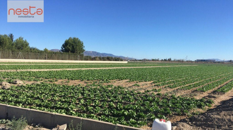 Múrcia - Lorca - 5000m2