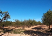 Xalet independent amb terreny en venda a la España, Calaceit, ref.: TR299136 foto