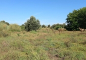 Non-developable land for sale on España, Malpartida de Plasencia, ref: TR118708 photo