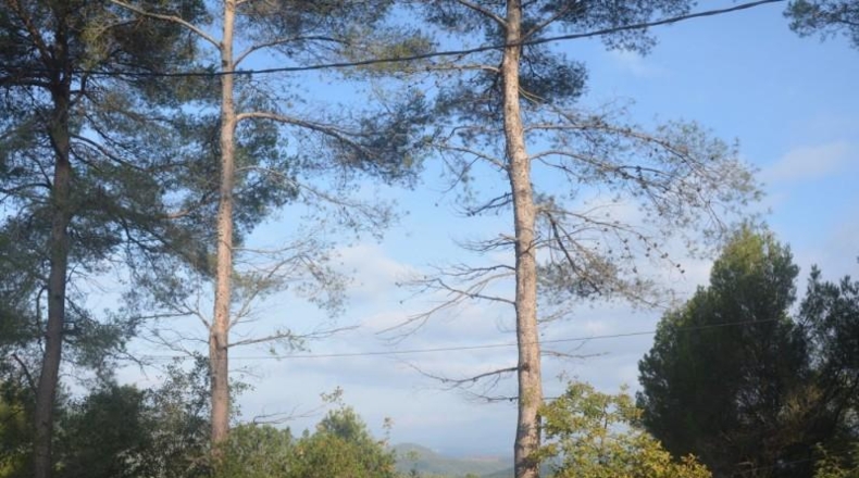 Barcelona - Corbera de Llobregat - 816m2