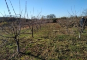 Non-developable land for sale on España, Gargüera de la Vera, ref: TR117040 photo
