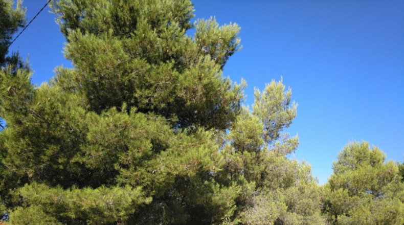 Albacete - Almansa - 4500m2