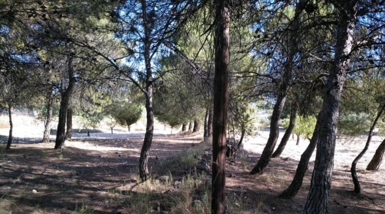 Albacete - Almansa - 4500m2