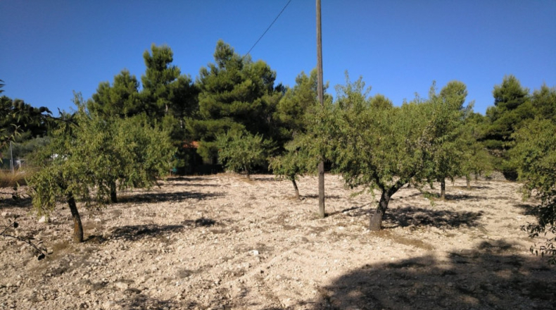 Albacete - Almansa - 4500m2