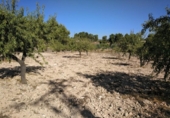 Urban land for sale on España, Almansa, ref: TR117205 photo