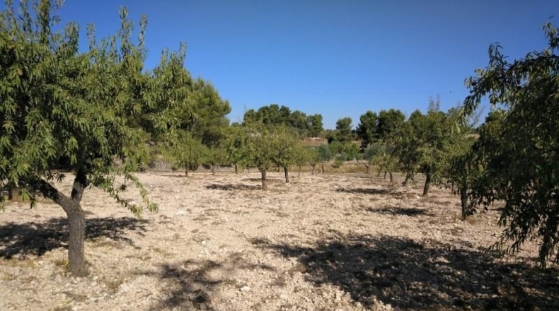 Albacete - Almansa - 4500m2