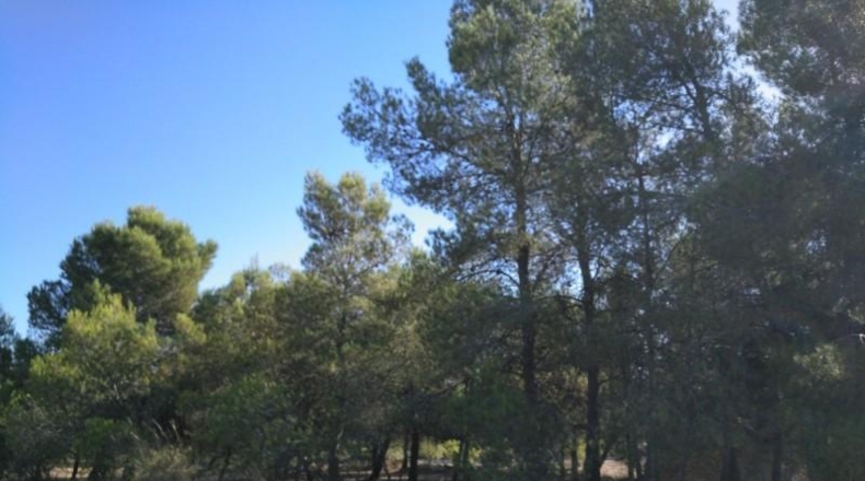 Albacete - Almansa - 4500m2