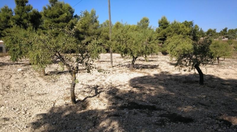 Albacete - Almansa - 4500m2