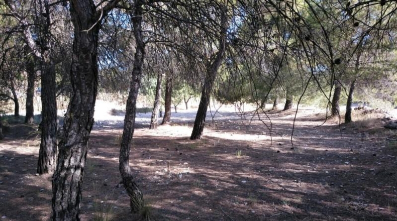 Albacete - Almansa - 4500m2