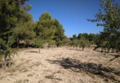 Urban land for sale on España, Almansa, ref: TR117205 photo