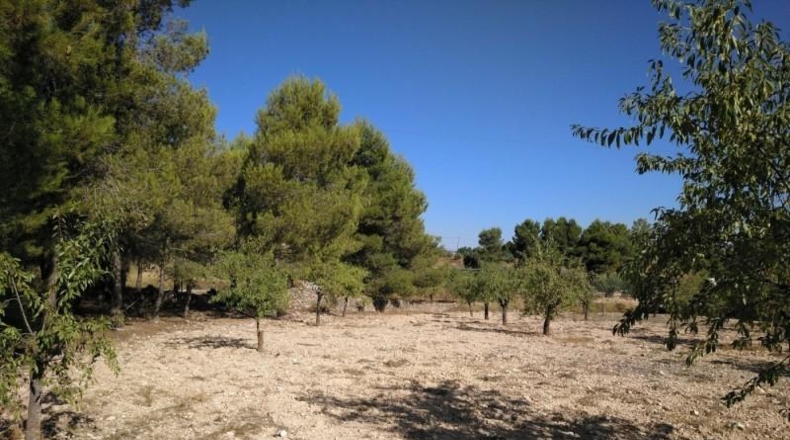Albacete - Almansa - 4500m2