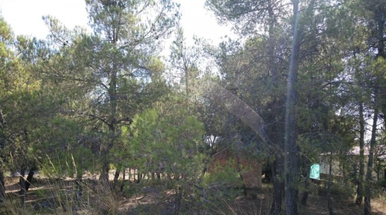 Albacete - Almansa - 4500m2